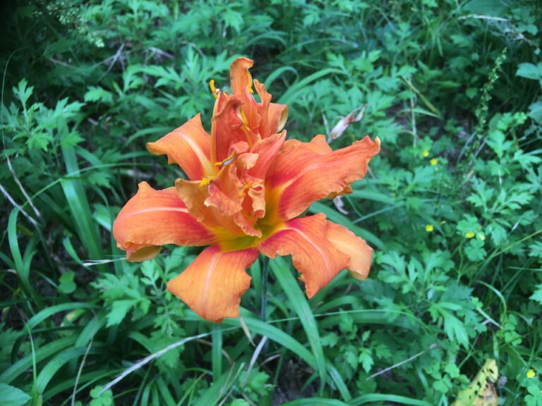 20200703　平和公園くらしの森 (21)